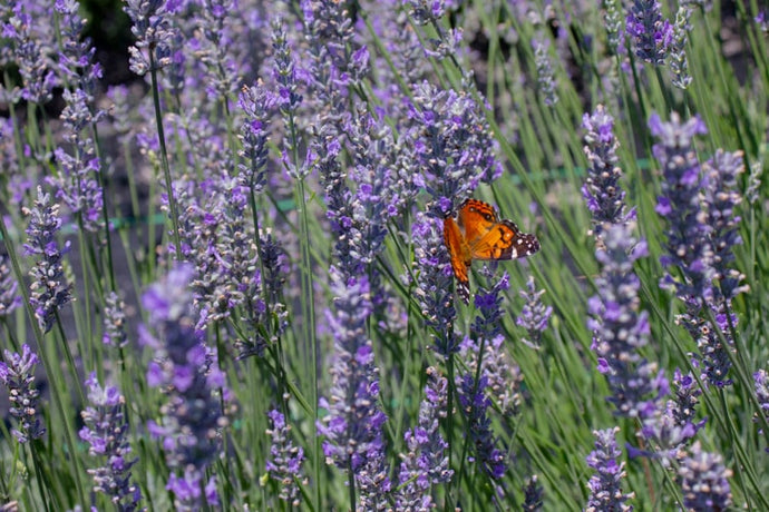 Lavender essential oil is literally an essential